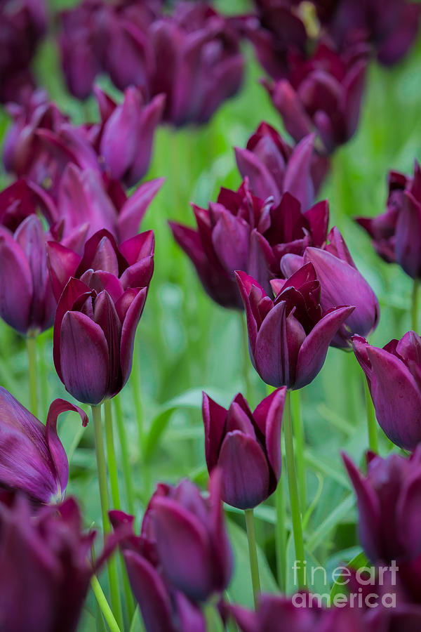 Tulips by Katka Pruskova Tulips by Katka Pruskova