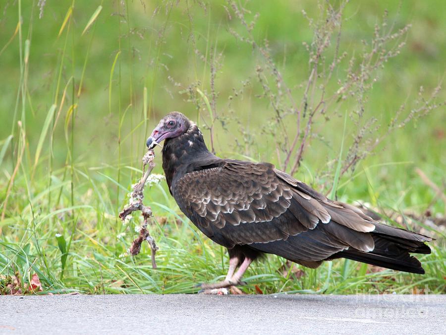 Turkey Vulture #14 Photograph by Jack R Brock