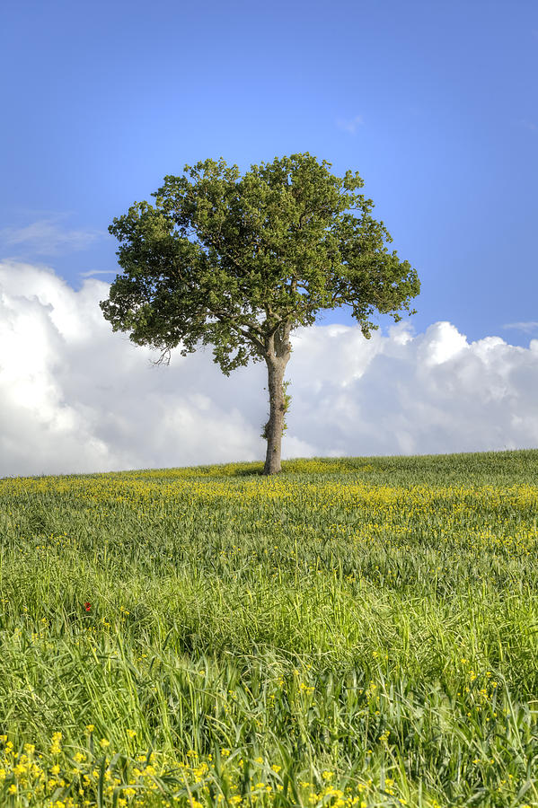 Tuscany - Val d'Orcia Photograph by Joana Kruse - Fine Art America