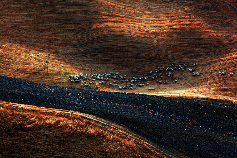 Sheep Photograph - Untitled #14 by Massimo Della Latta