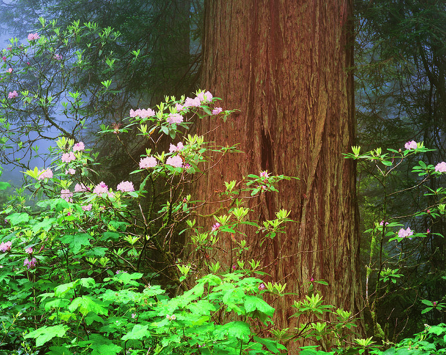 Nature Photograph - USA, California, Redwoods National Park #14 by Jaynes Gallery