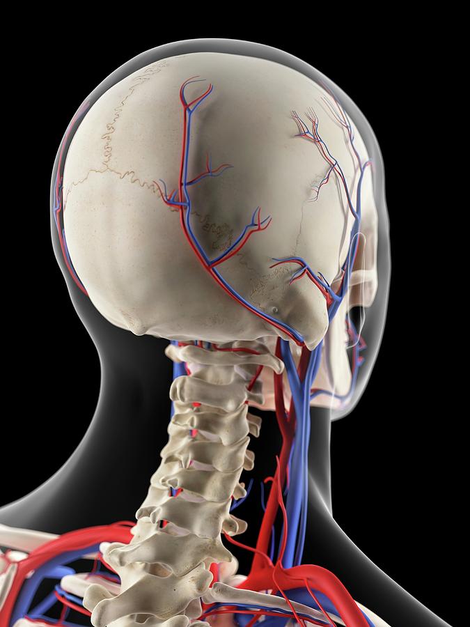 Vascular System Of Head #14 Photograph by Sebastian Kaulitzki/science Photo Library