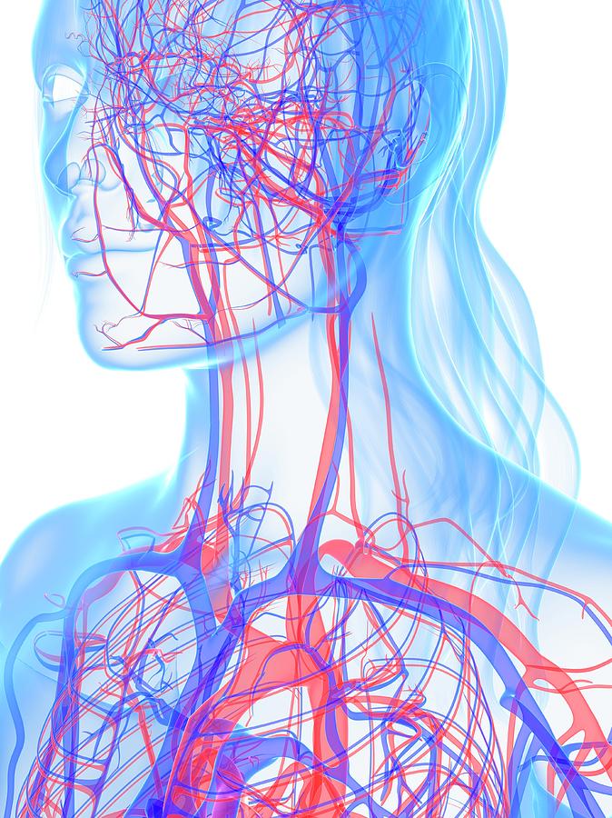 Vascular System Photograph by Sciepro/science Photo Library - Pixels