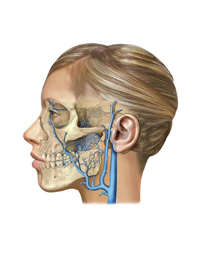 Venous System Of The Head And Neck #14 Photograph by Asklepios Medical Atlas