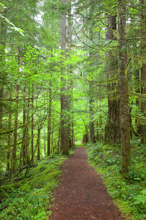 Wa, Gifford Pinchot National Forest Photograph by Jamie and Judy Wild ...