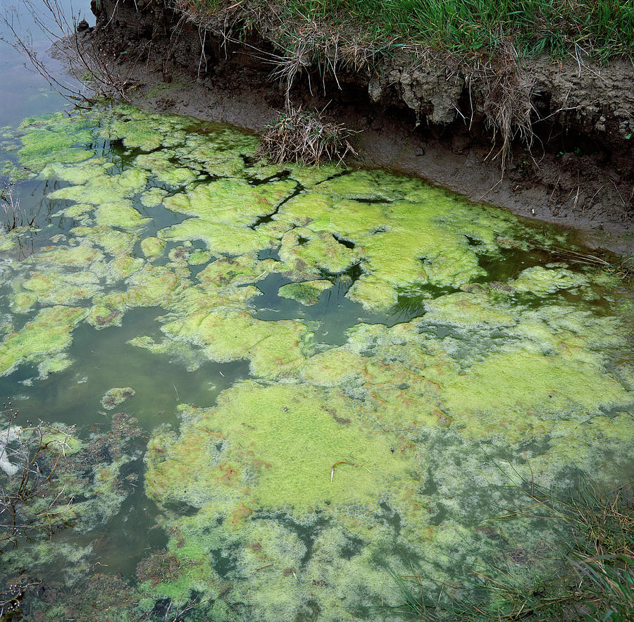 Water Pollution Photograph by Robert Brook/science Photo Library - Fine ...