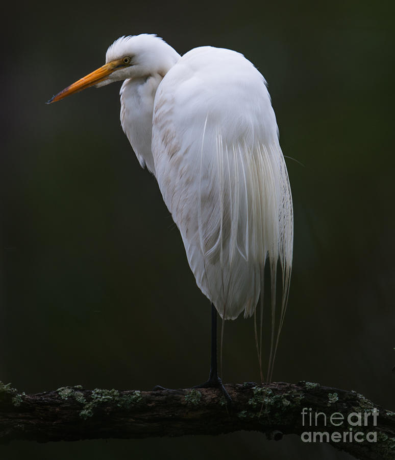 North American White Heron Photograph