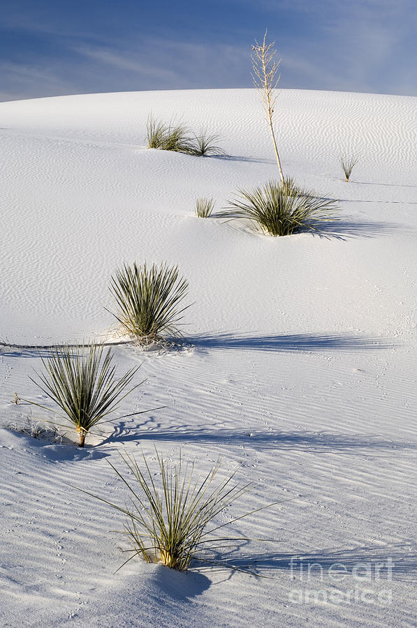 White Sands #14 Photograph by John Shaw