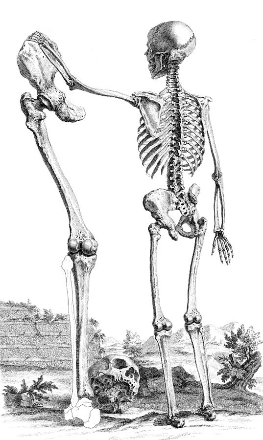 William Cheselden, Osteographia, 1733 #14 Photograph by Science Source