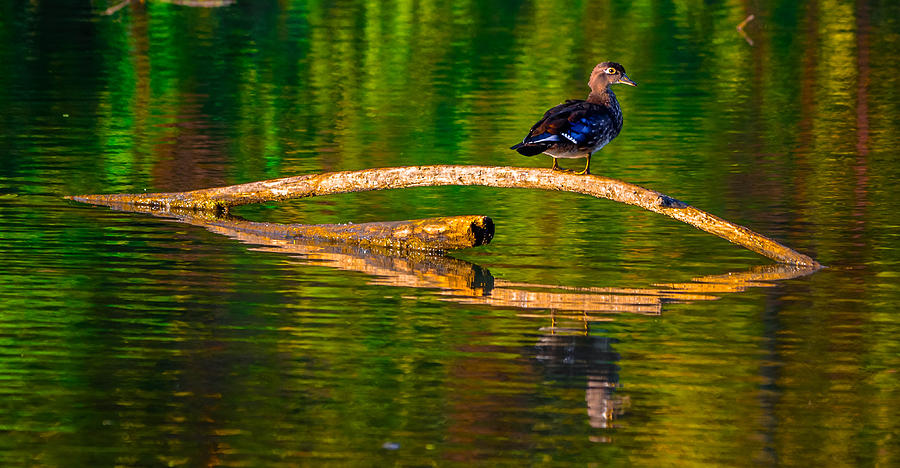 Wood Duck #14 Photograph by Brian Stevens