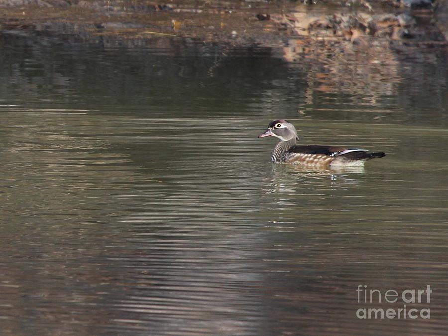 Nature Photograph - Wood Duck #14 by Jack R Brock