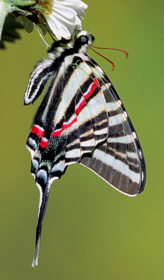 Zebra Swallowtail Butterfly #14 Photograph by Millard H. Sharp