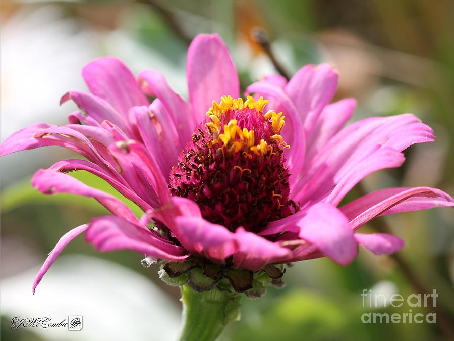 Flower Photograph - Zinnia from the Whirlygig Mix #13 by J McCombie