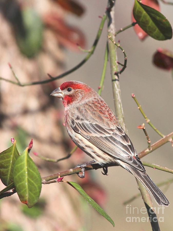 House Finch #140 Photograph by Jack R Brock
