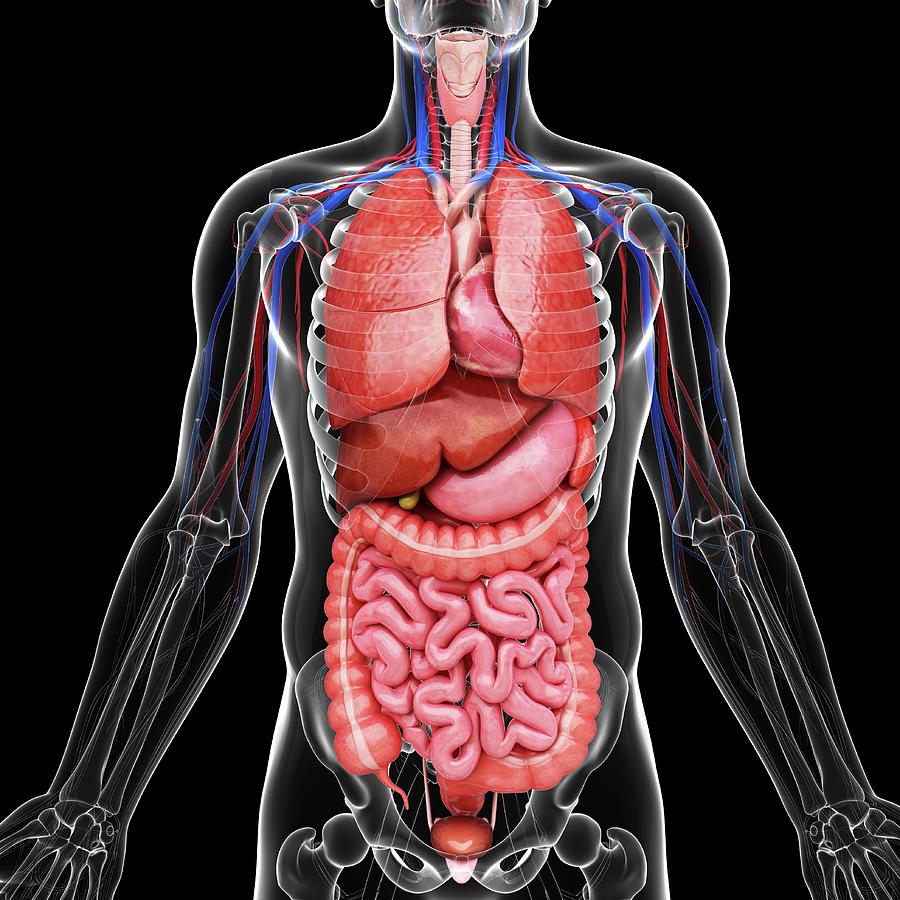 Human Internal Organs Photograph by Pixologicstudio - Pixels