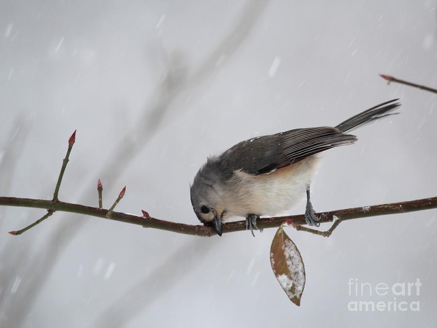 Tufted Titmouse #140 Photograph by Jack R Brock