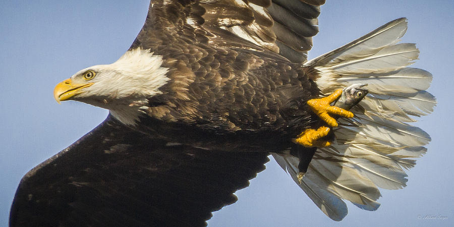 140101A-106 Bald Eagle with Fish 2 Photograph by Albert Seger