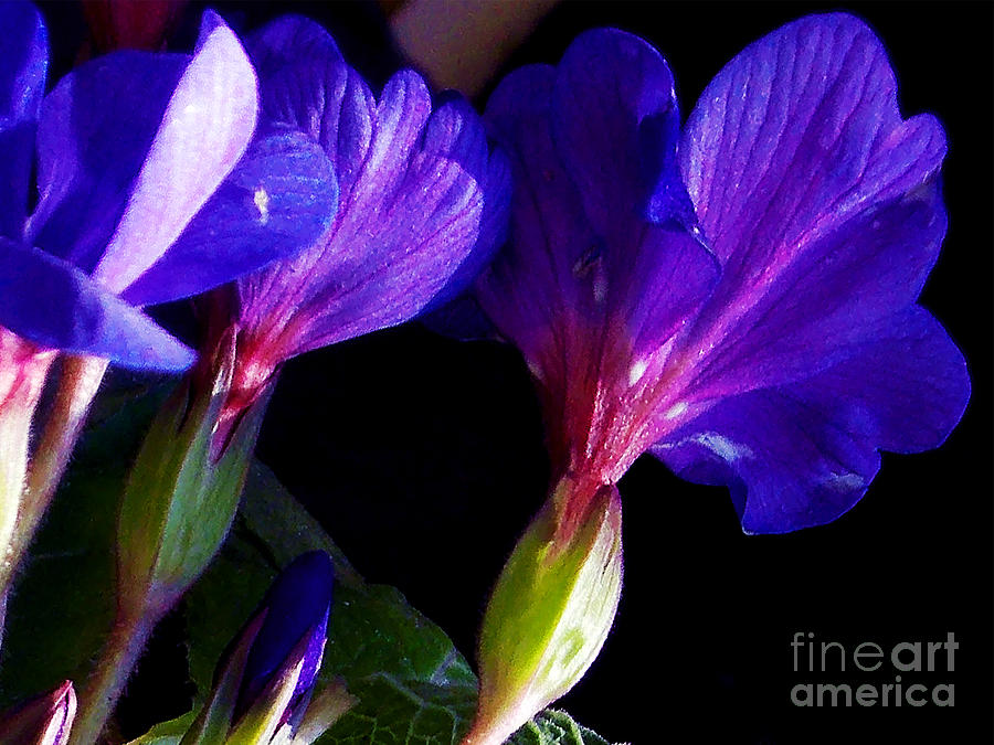 Flower Photograph - 1403-blue Flowers by Elvira Ladocki