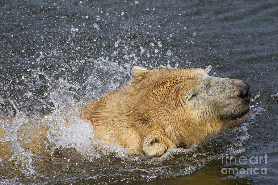 Bear Photograph - 140314p043 by Arterra Picture Library