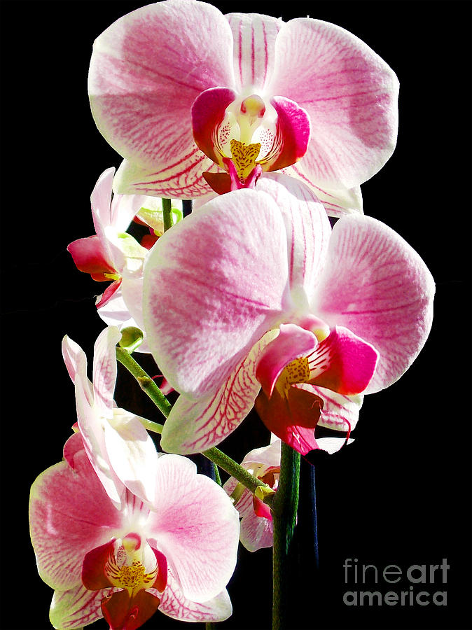 Flower Photograph - 1404-beautiful Orchid by Elvira Ladocki