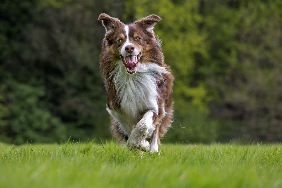 Happy Border Collie Photograph by Arterra Picture Library