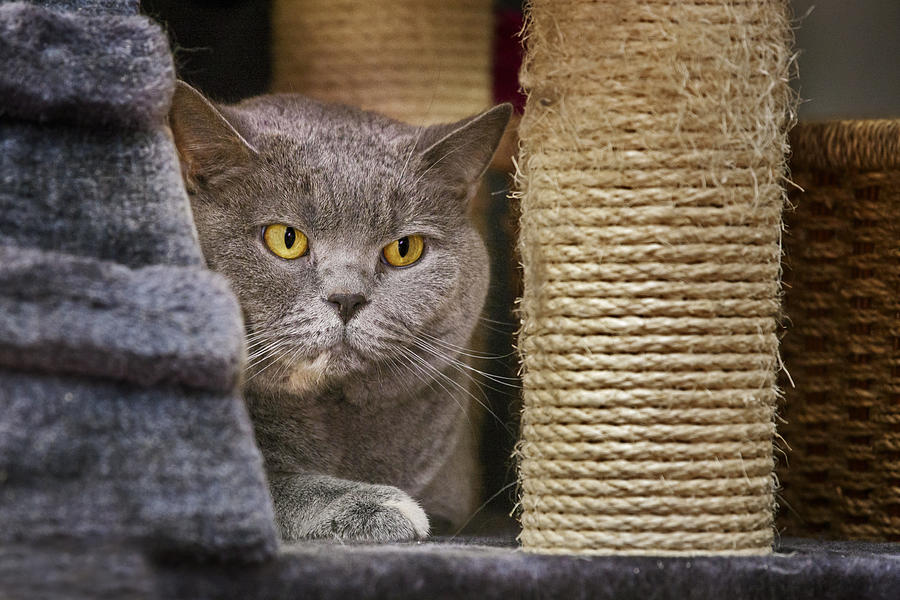 British Shorthair Photograph by Arterra Picture Library
