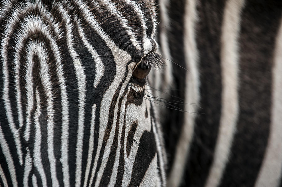 Zebra Photograph - 140420p229 by Arterra Picture Library