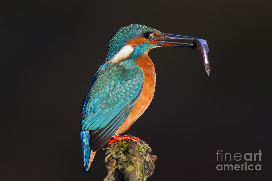 Kingfisher Photograph - 140530p298 by Arterra Picture Library