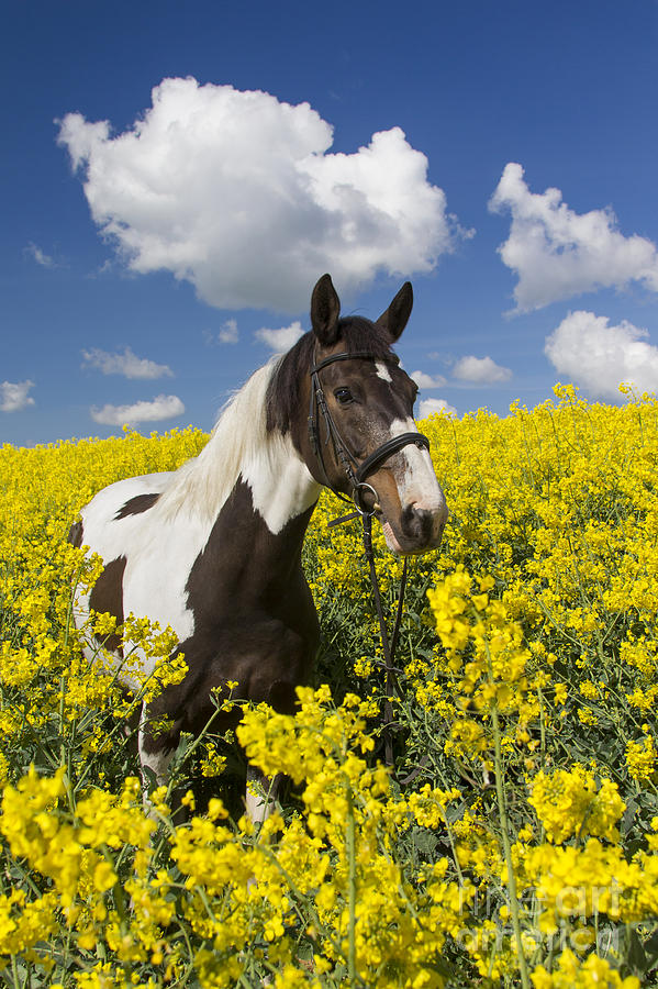 Horse Photograph - 140804p244 by Arterra Picture Library