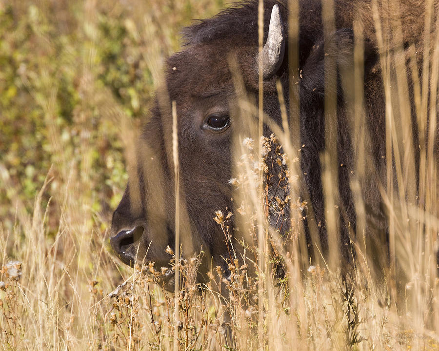 140915A-222 Grazing Bison Photograph by Albert Seger