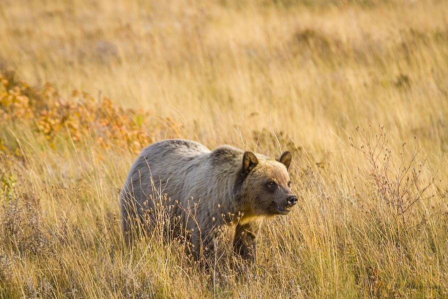 Grizzly Bear 1  -  140917A-295 Photograph by Albert Seger