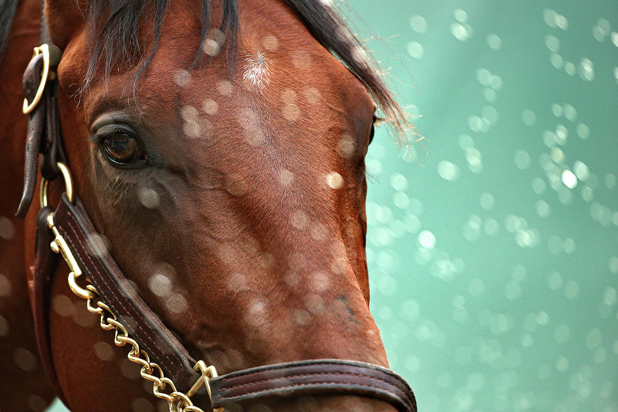140th Preakness Stakes - Previews Photograph by Patrick Smith