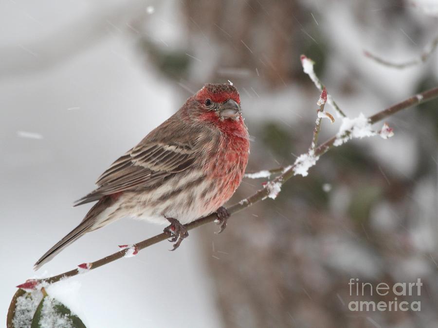 House Finch #141 Photograph by Jack R Brock