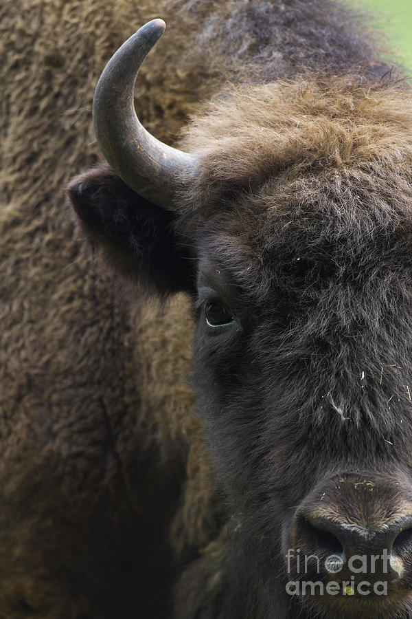 Bison Photograph - 141020p321 by Arterra Picture Library