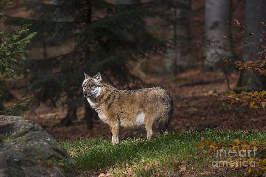 Wolves Photograph - 141114p057 by Arterra Picture Library