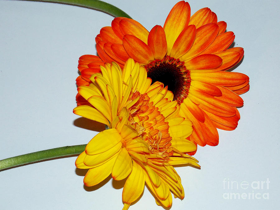Flower Photograph - 1416-multicolor Gerbers by Elvira Ladocki