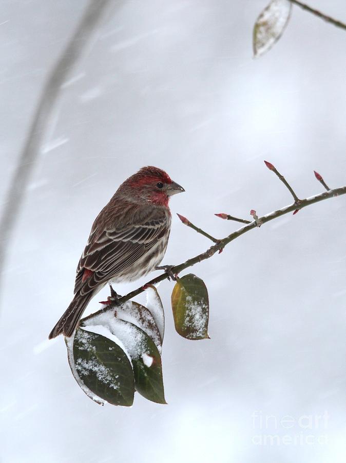 House Finch #142 Photograph by Jack R Brock