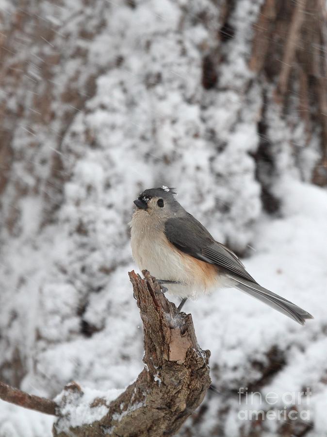 Tufted Titmouse #142 Photograph by Jack R Brock