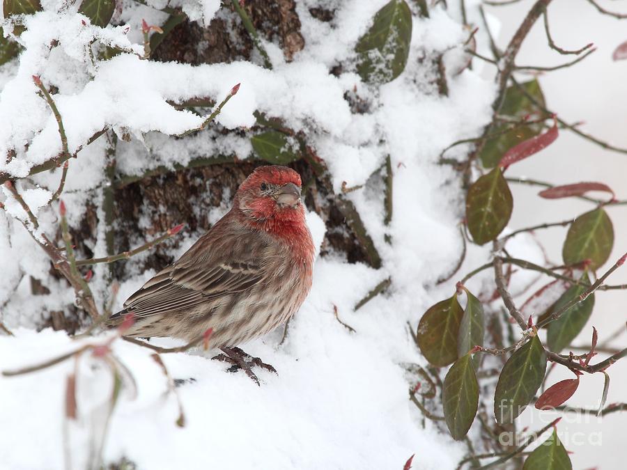 House Finch #143 Photograph by Jack R Brock