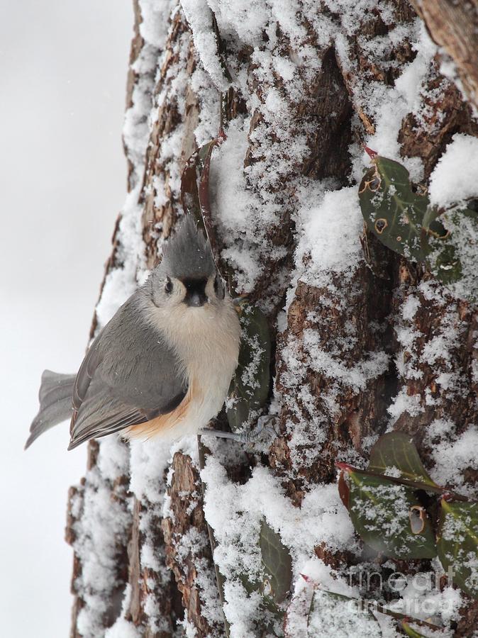 Tufted Titmouse #143 Photograph by Jack R Brock