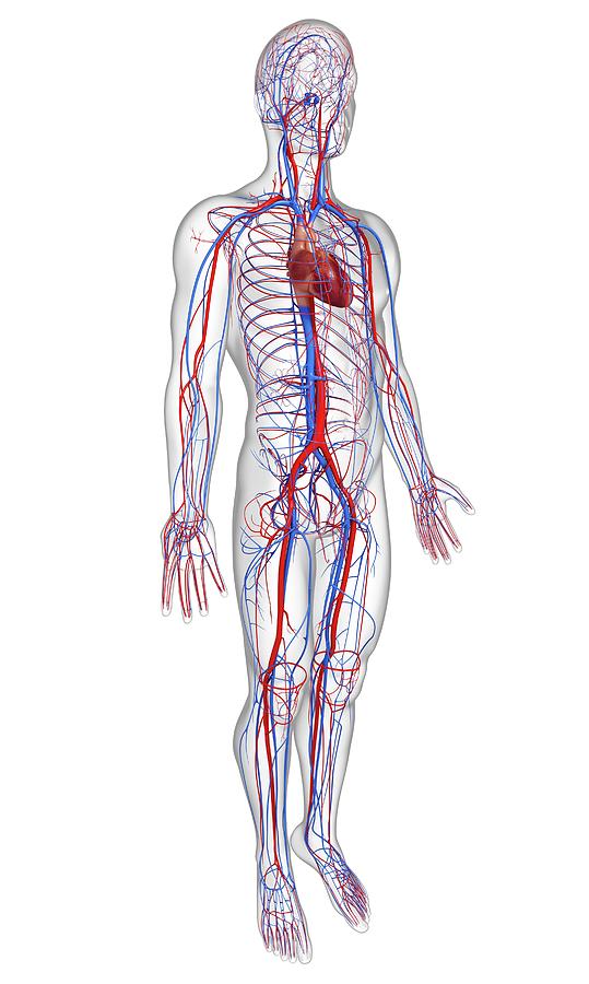 Cardiovascular System Photograph by Pixologicstudio/science Photo ...