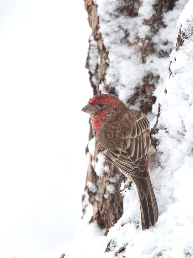 House Finch #144 Photograph by Jack R Brock