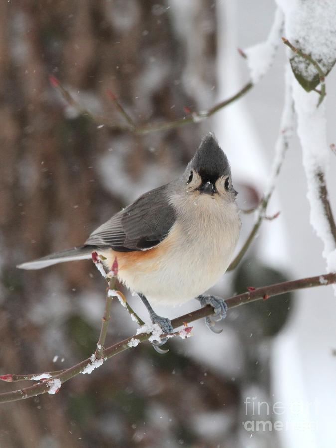Tufted Titmouse #144 Photograph by Jack R Brock