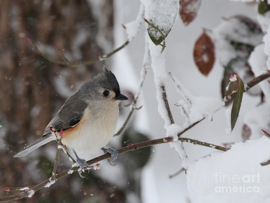 Tufted Titmouse #145 Photograph by Jack R Brock