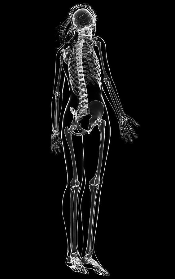 Female Skeleton Photograph by Pixologicstudio/science Photo Library ...