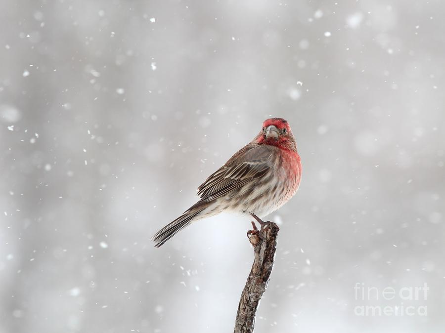 House Finch #146 Photograph by Jack R Brock
