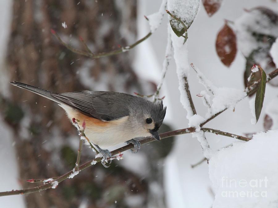 Tufted Titmouse #146 Photograph by Jack R Brock