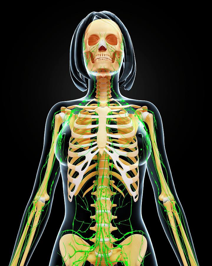 Female Anatomy Photograph By Pixologicstudio Science Photo Library