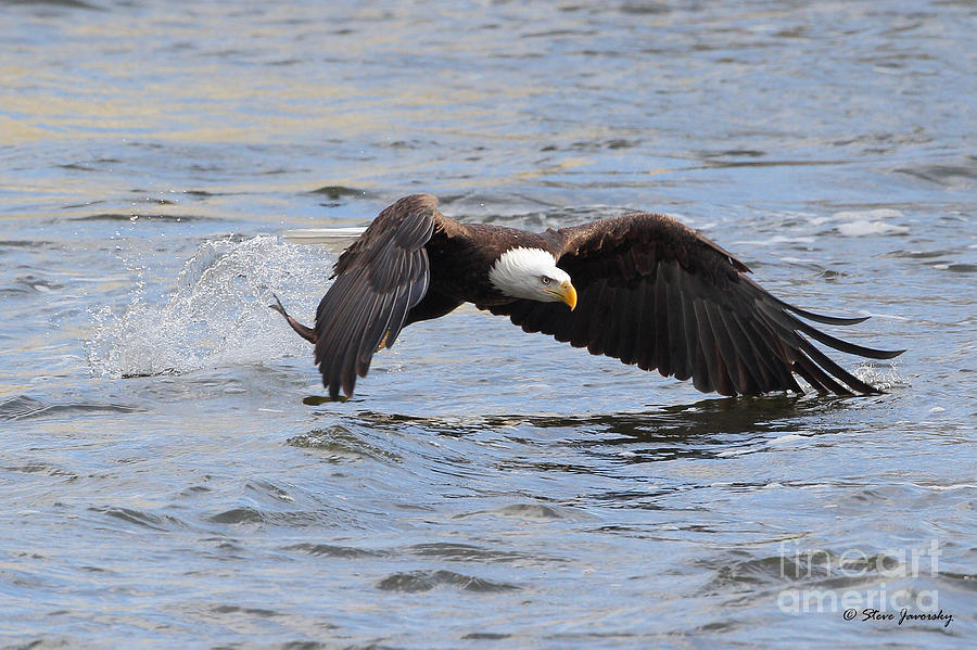 Bald Eagle Photograph by Steve Javorsky - Fine Art America