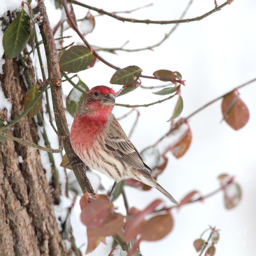 House Finch #147 Photograph by Jack R Brock